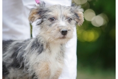 Sheeba-4
