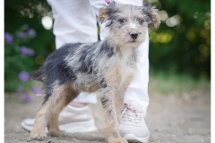 Sheeba-5