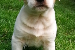 Sparky