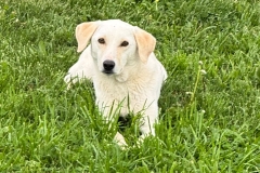 Spike-3
