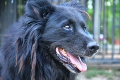 Szimat-2