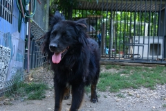 Szimat-3