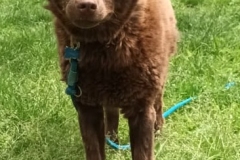 Teddy