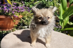 Teddy-3