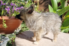 Teddy-4