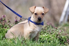 Toby-8