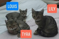 Tyra-4