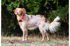 Valery-1