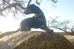 Vito