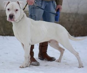 Zimba – Dogo Argentino