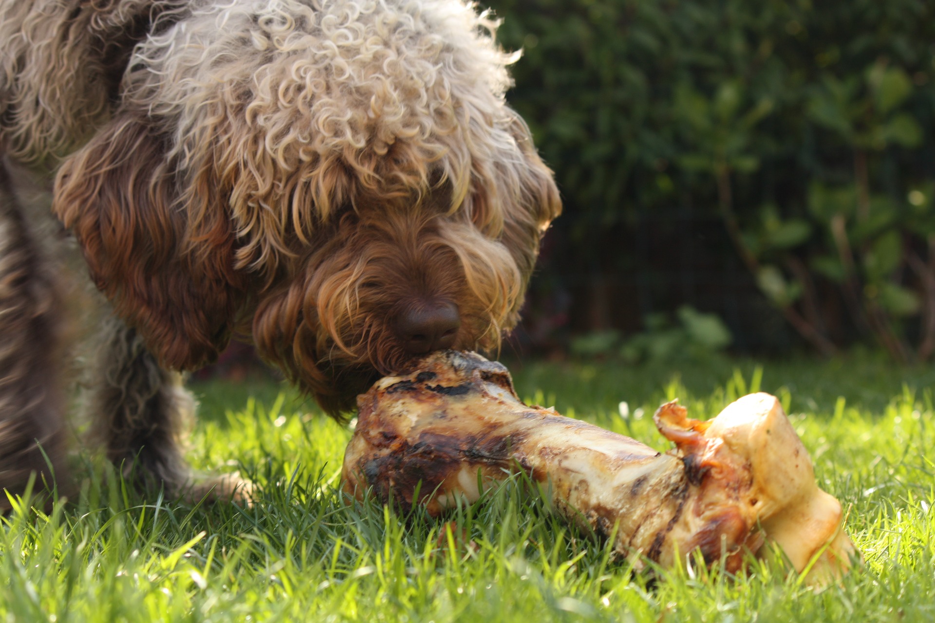 Wie ernähre ich meinen Hund richtig - dogNET - Hundevermittlung