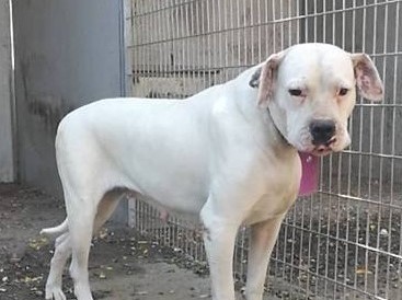 Elli – Dogo Argentino