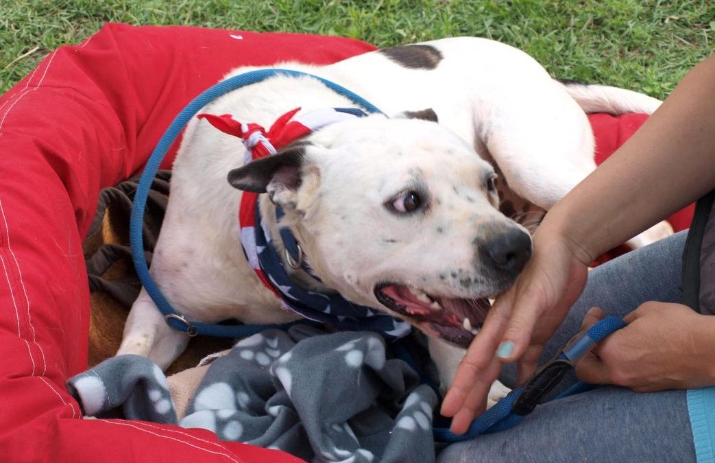Colt – Dogo Argentino Mix