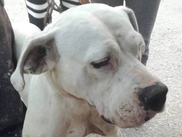 Nelly – Dogo Argentino