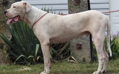 Sezar – Dogo Argentino
