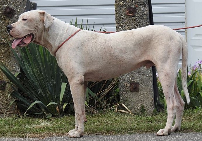 Sezar – Dogo Argentino