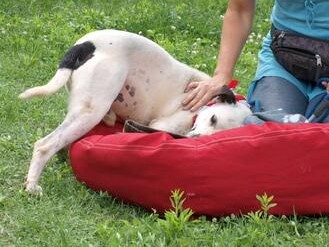 Colt – Dogo Argentino Mix