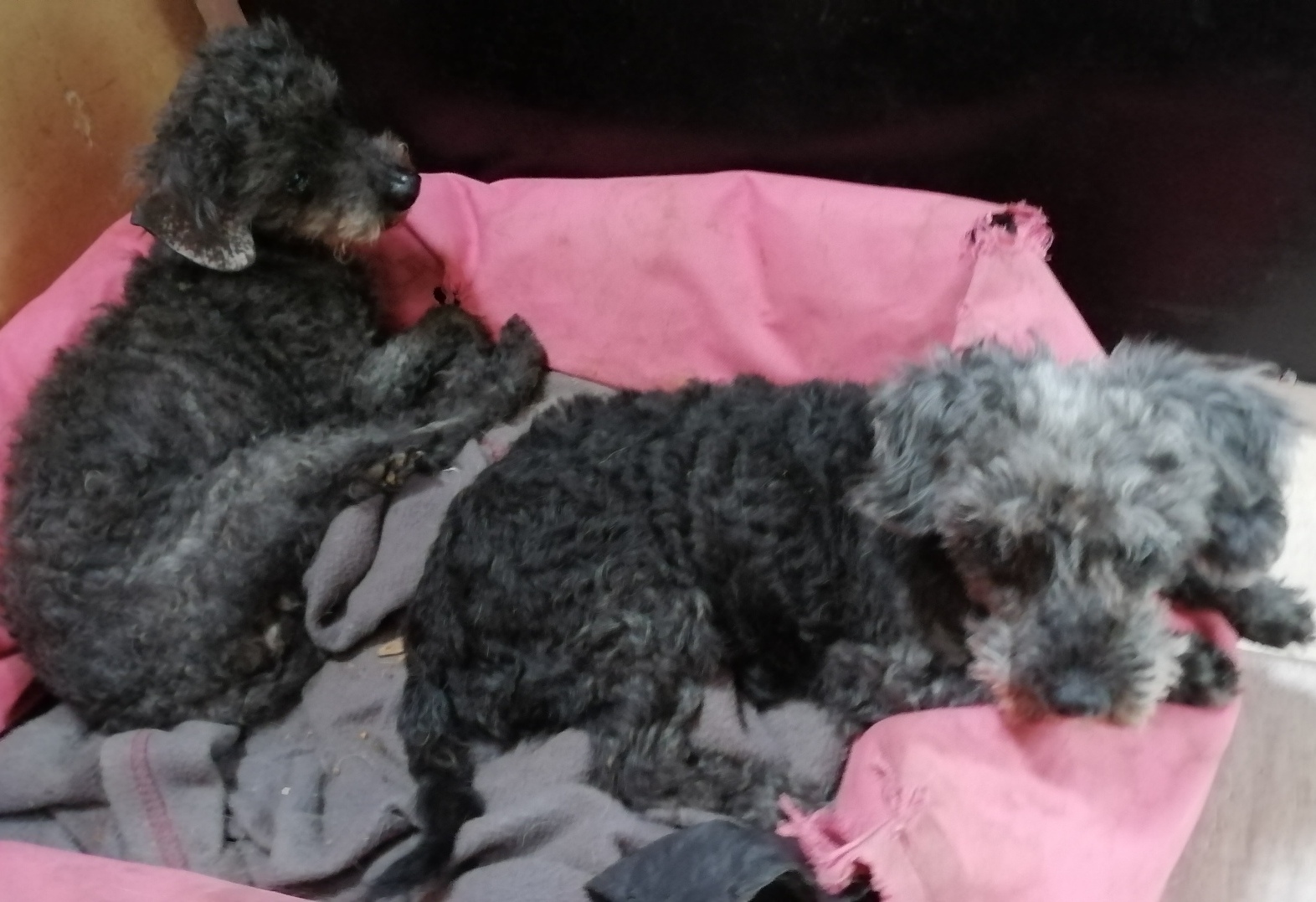 Dalma Und Gyoso Dognet