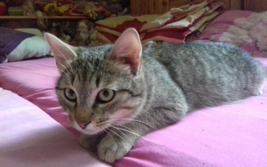 Konstantin