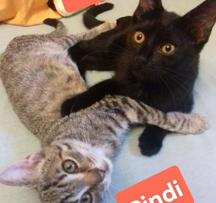 Indi und Pindi