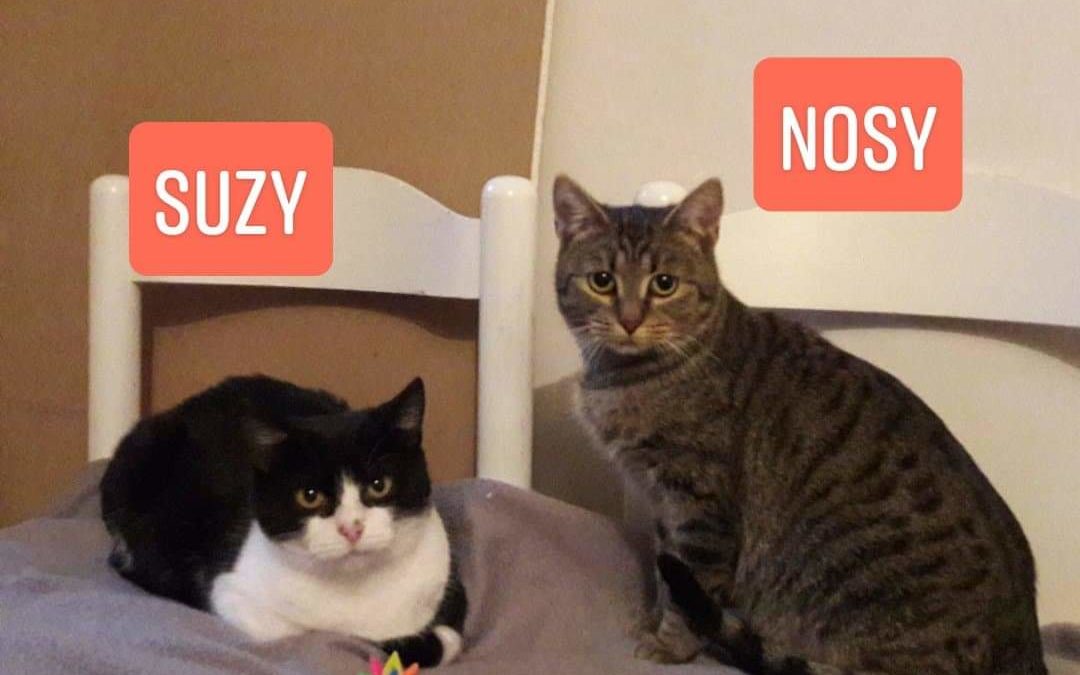 Susi und Nosy