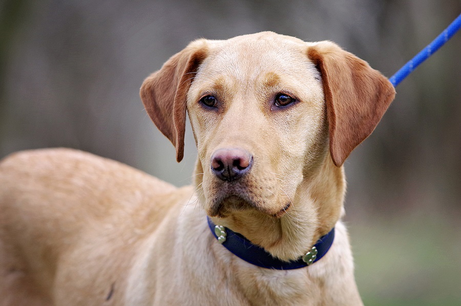 are yellow labs noisy