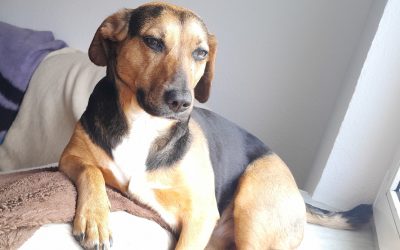 Puppi (ehem.Shakira)