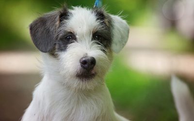 Bonzo