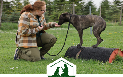 Hundetraining mit 5 H’s mit Maggy König