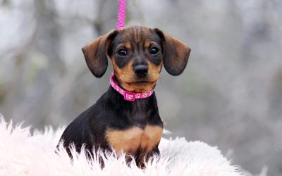 Daisy