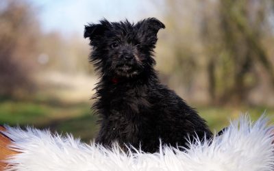 Bea