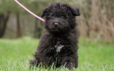 Pom