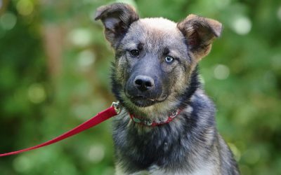 Nala