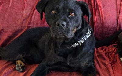 Rex