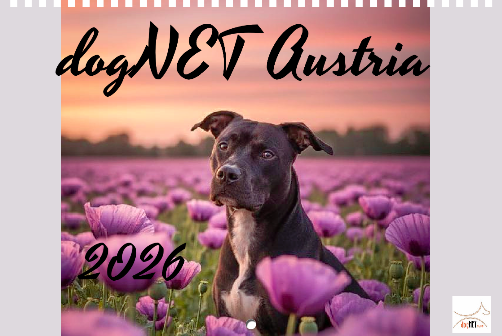 Kalenderaktion 2026 – Zeigt eure Lieblinge und helft unseren Hunden! 🐾