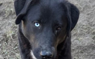 Nilo