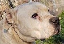 Alex – Dogo Argentino