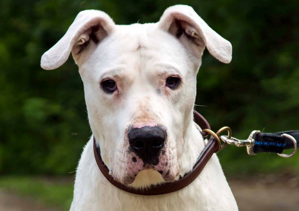 Donna – Dogo Argentino