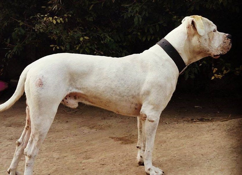 Zebi – Dogo Argentino