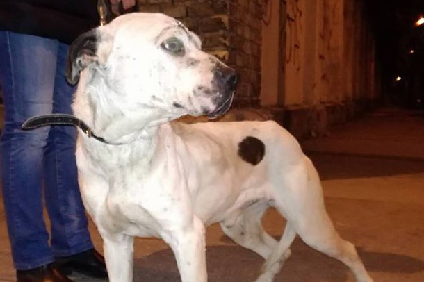 Colt – Dogo Argentino